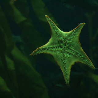 Starfish_smlr Starfish_smlr