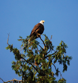 British-Columbia-eagle