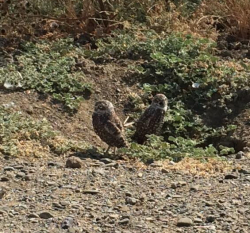 Burrowing-owls Burrowing-owls