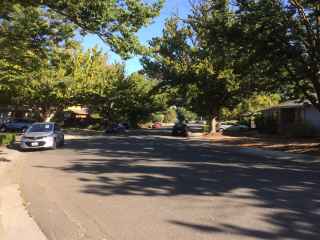 Treelined-street Treelined-street