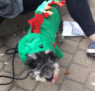 Sweet little Ezra in his dinosaur costume