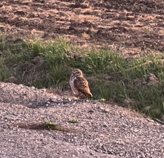 Buow-cropped Buow-cropped