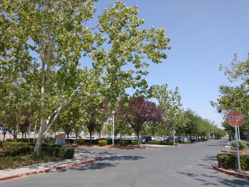 Sutter Parking Lot Shade Trees 1
