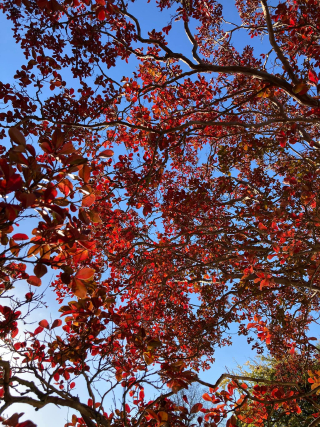 Red leaves