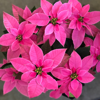 Yanezpoinsettia