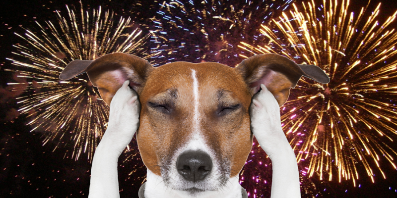 Dog-fireworks