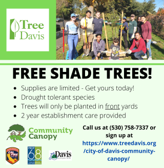 Free-shade-trees