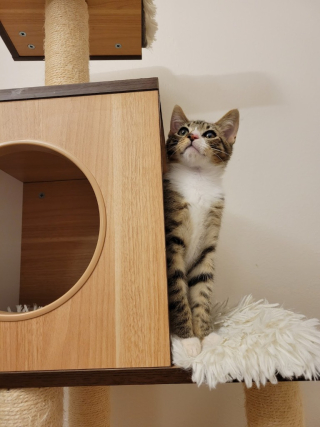 Peppermint Mocha  a 6-month old tabby male