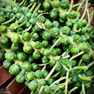 BrusselsStalk