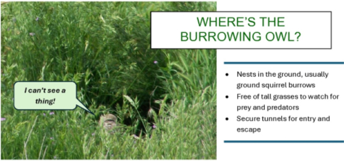 Burrowingowlevent