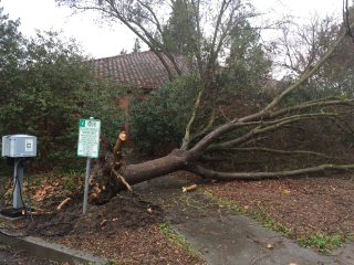 Failed Roots City Council Chamber Pear (1) Failed Roots City Council Chamber Pear (1)